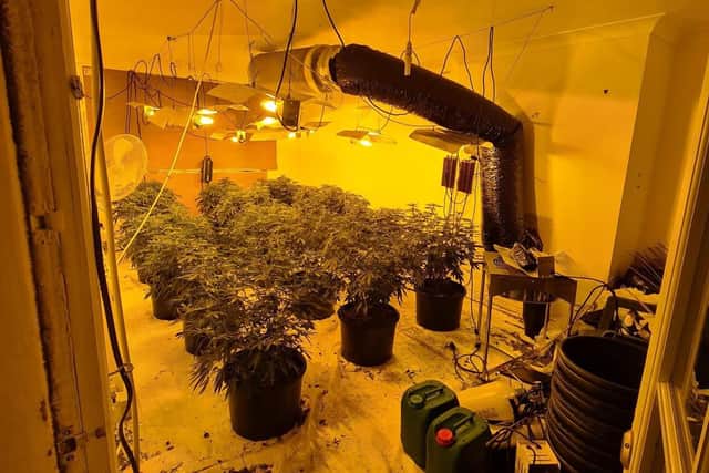 45 cannabis plants were found