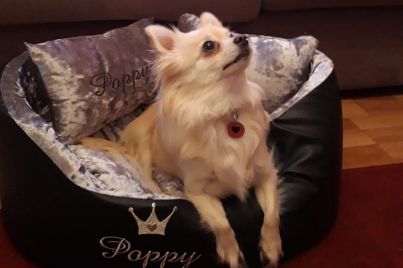 Princess Poppy upon her throne!