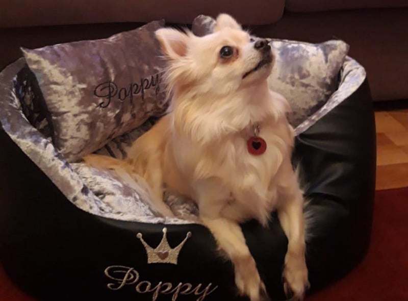Princess Poppy upon her throne!