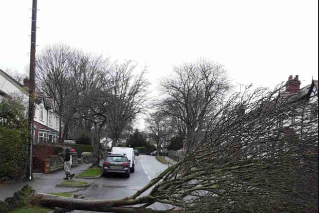 Storm Eunice is set to cause major disruption in Sheffield today, less than 48 hours after Storm Dudley brought down a number of trees, including this one in Dobcroft Road