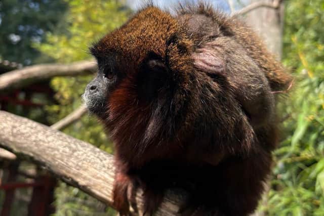 Yorkshire Wildlife Park welcomes first monkey to be born in the ...