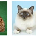 A cat show is coming to Doncaster.