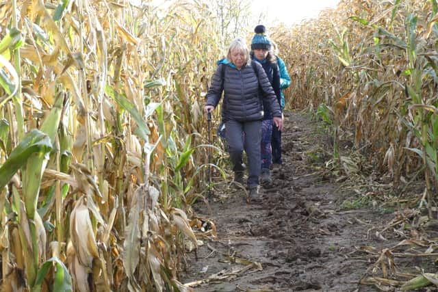 A soggy walk through the maize