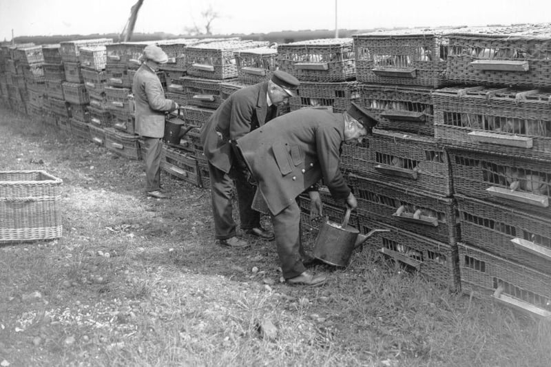Porters prepare for a pigeon race at Doncaster on 9th May 1925 by giving the birds some water before they are released. It saw 50,000 pigeons take part in the largest competition ever in the North.