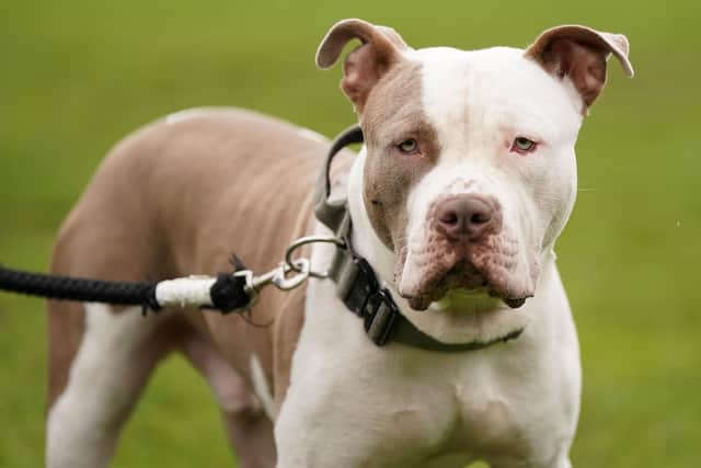 Hundreds of XL bullies seized by South Yorkshire Police.