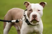 Hundreds of XL bullies seized by South Yorkshire Police.