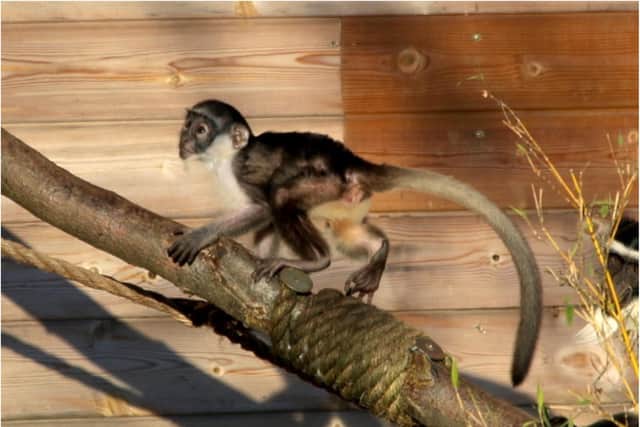 The cute new monkey is settling in at Yorkshire Wildlife Park.