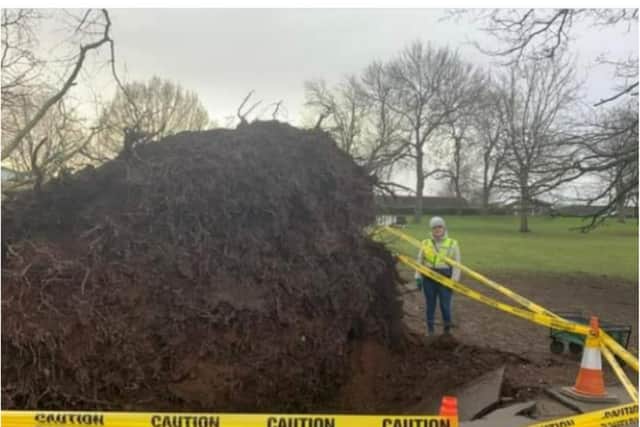 The huge fallen tree in Sandall Park is set to be turned into seats.