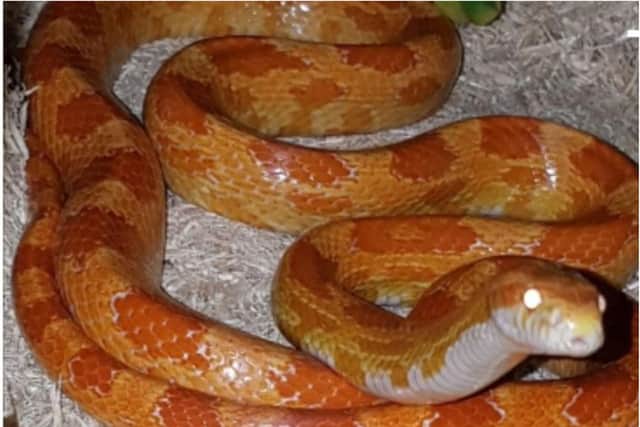 Bright orange corn snake Raptor has gone missing in Doncaster.