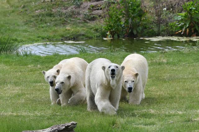 Polar Bear arrivals the park, Flocke with her 3 cubs Indianna, Tala and Yuma who were relocated from Marineland in Antibes, France to their new home.
Photo courtesy Yorkshire Wildlife Park.