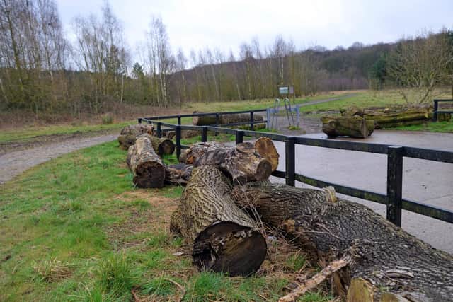 Tree Trunks that have been placed to help create a barrier are being chopped up on site and taken from the Pit Wood. Picture: NDFP-14-03-20 PitwoodEdlington 11-NMSY