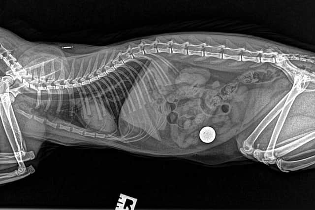 The offending 5p coin which Poppy swallowed is revealed on an X-ray scan.