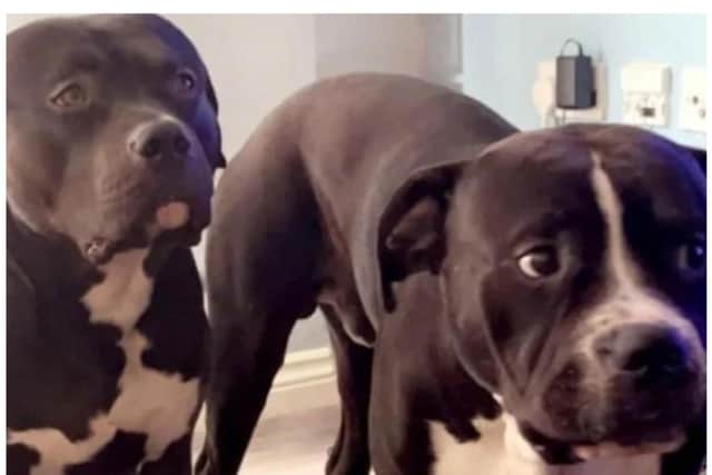 A vigil is to be held in Doncaster for Marshall and Millions, two dogs killed by the Met Police in London.