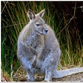 A wallaby has been spotted on the loose in Doncaster. (Photo: Pixabay).