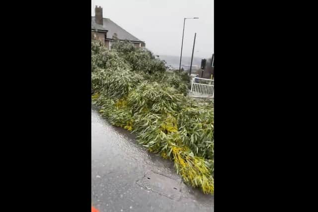 An approximately 40-ft sycamore tree in a resident's garden on Myrtle Road fell and blocked the junction with East Bank.