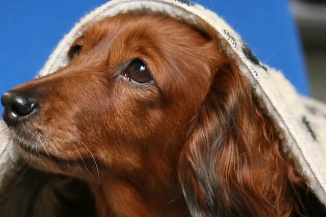 New Year warning to pet owners after dog gets spooked.