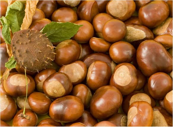 Go conker hunting this autumn.