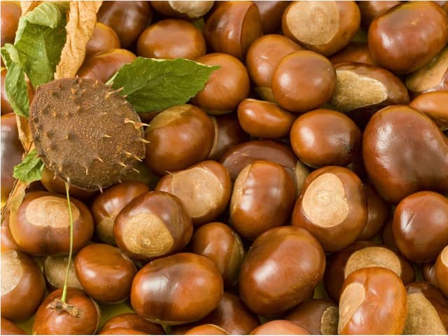 Go conker hunting this autumn.