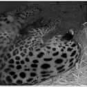 A new Amur leopard cub has arrived at Doncaster's Yorkshire Wildlife Park.