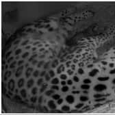 A new Amur leopard cub has arrived at Doncaster's Yorkshire Wildlife Park.