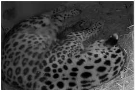 A new Amur leopard cub has arrived at Doncaster's Yorkshire Wildlife Park.