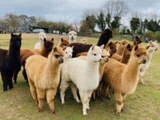 There are 21 Alpacas on site.
