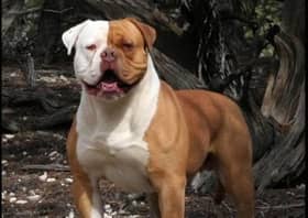 South Yorkshire Police confirmed the dog was an American bulldog-type breed, similar to the animal pictured