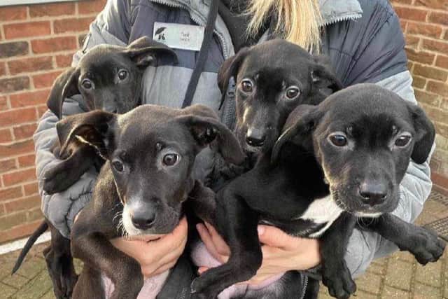 The puppies are now being cared for at the animal sanctuary.