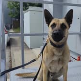 Police dog Marshall.