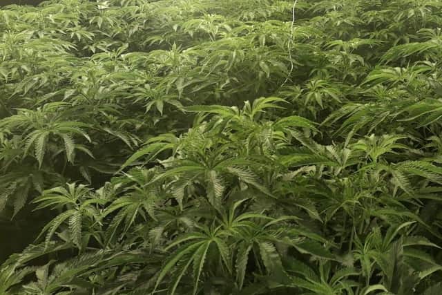 Hundreds of cannabis plants were found