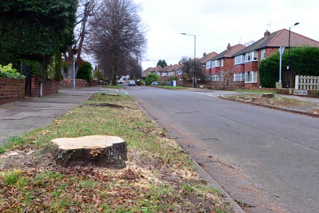 Trees that have been felled on Middlefield Road, with remaining Trees which are due to be felled in the background. Picture: Marie Caley