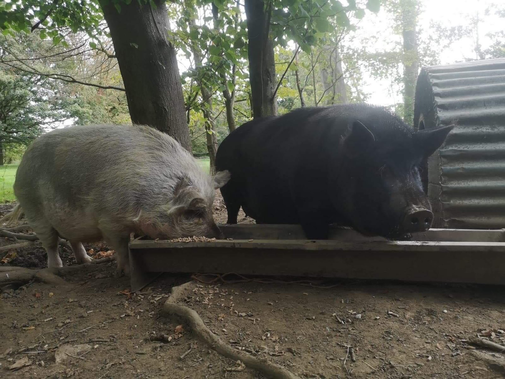 plans for 1 000 pig farm in doncaster village prompts mass objections doncaster free press