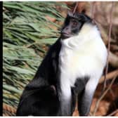 Yorkshire Wildlife Park monkey Rafiki has died. (Photo: YWP).