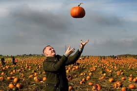 Doncaster's Boston Park Farm is one of the best places in the UK to go pumpkin picking this Halloween.