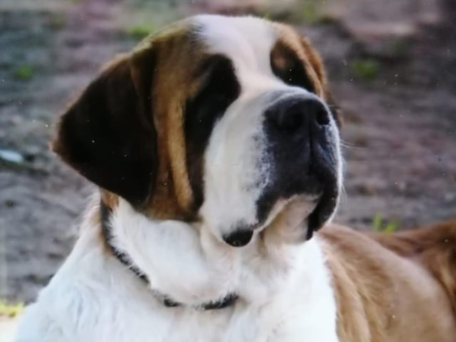 Meet Wonderful Walter a pooch with personality and style...this lovely lad is in the care of his devoted owner Kate Parker.