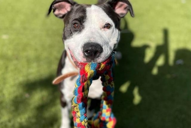 Freya, a three year old crossbreed, is a shy but playful pup. She loves to be the centre of attention - therefore, she may struggle to get on with other pets or children. However, she's got a heart of gold and will show all the love in the world to an owner who treats her with patience.