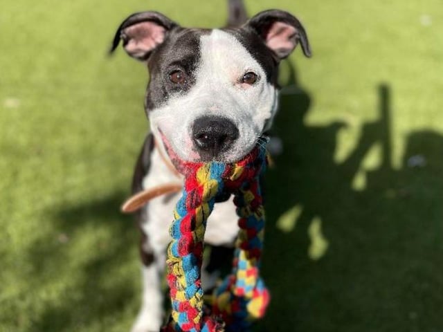 Freya, a three year old crossbreed, is a shy but playful pup. She loves to be the centre of attention - therefore, she may struggle to get on with other pets or children. However, she's got a heart of gold and will show all the love in the world to an owner who treats her with patience.