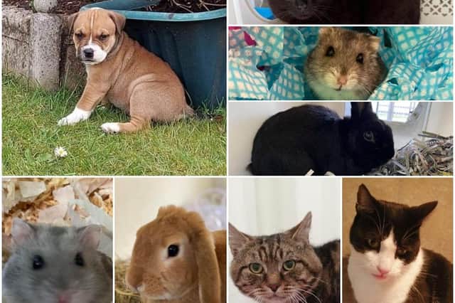 These animals are looking for new homes