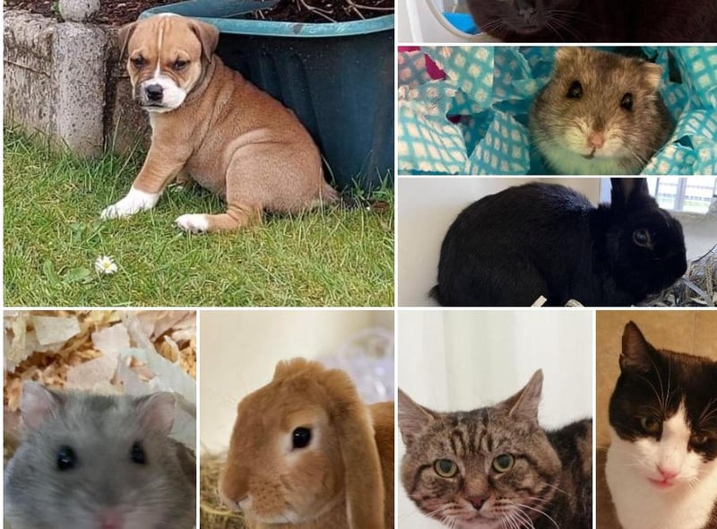These animals are looking for new homes