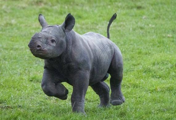 An adorable baby rhino.