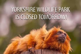 Yorkshire Wildlife Park closing as 50mph winds expected in Doncaster.