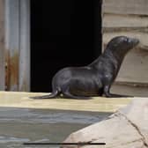 The sea lion pups have been taking a dip at Yorkshire Wildlife Park.
