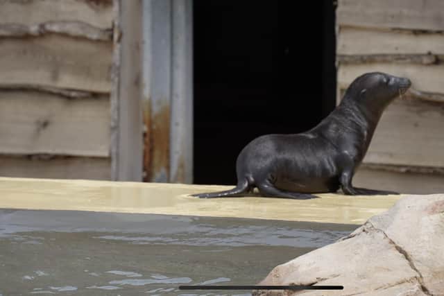 The sea lion pups have been taking a dip at Yorkshire Wildlife Park.