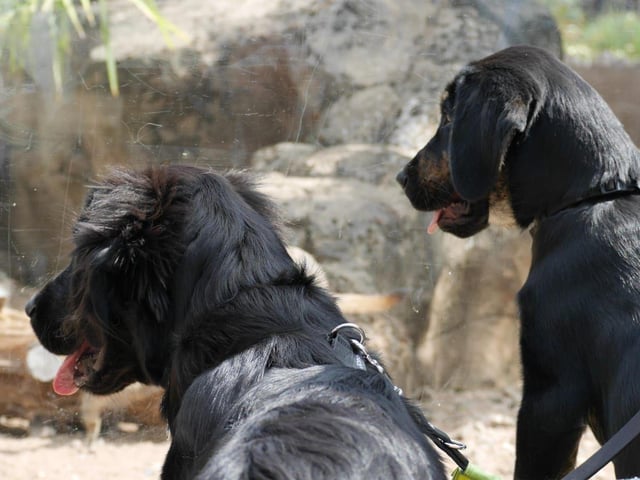 Guide dog puppies at the meerkat enclosure at Yorkshire Wildlife Park
