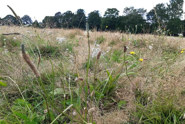 Doncaster Coucnil has re-wilded some grassland areas at Town fields - people have been warned to beware of tics which have been affecting dogs.