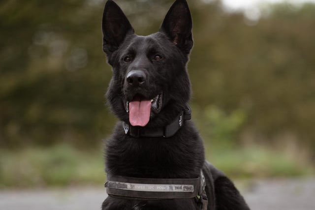 PD Zorro is a four-year-old German Shepherd, who was born in the Czech Republic. PD Zorro had an impressive start to his career, locating a number of high-risk missing people who were extremely vulnerable. He lives at home in Pendle with his handler and his sidekick, Dolly.