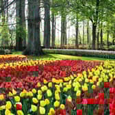 Tulips one the many spring flowers