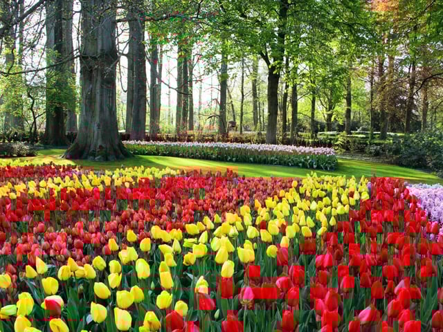 Tulips one the many spring flowers