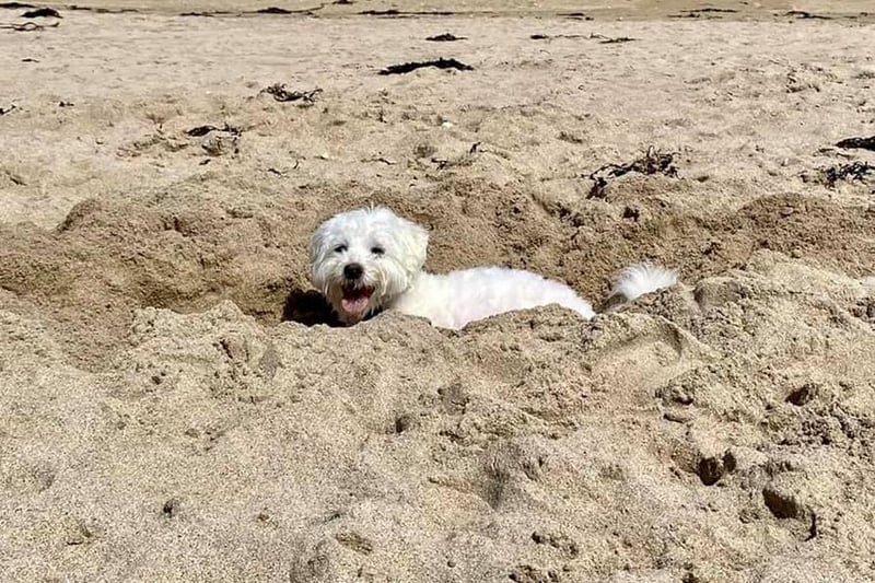 Alfie having the best time at the beach!