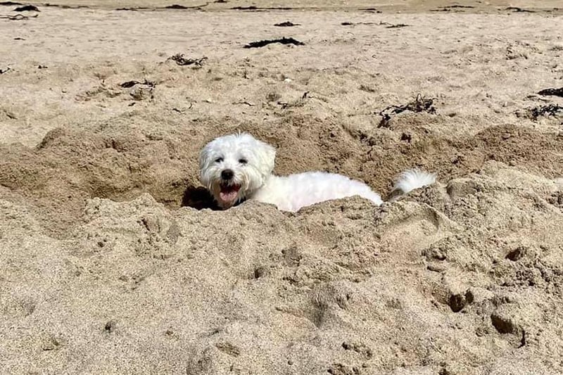 Alfie having the best time at the beach!